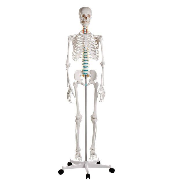 Anatomische modellen