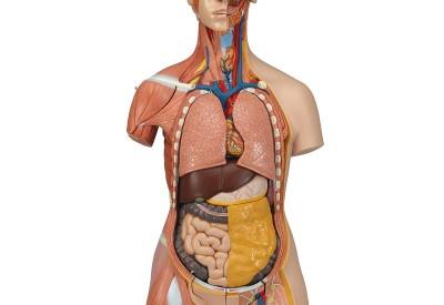 Anatomische Modellen & Wandkaarten